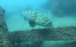 Goliath Grouper