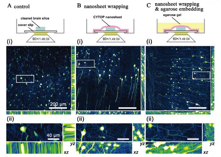 Brain Slice Images Under Different Conditions