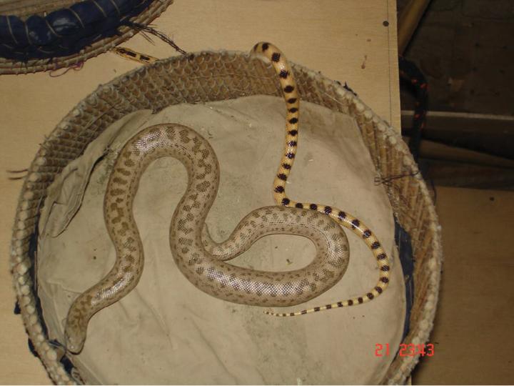 A View of Live Reptiles