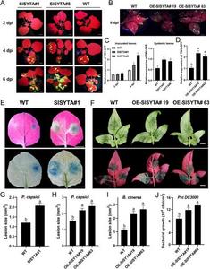 Overexpression of SlSYTA promotes multiple pathogen infections.