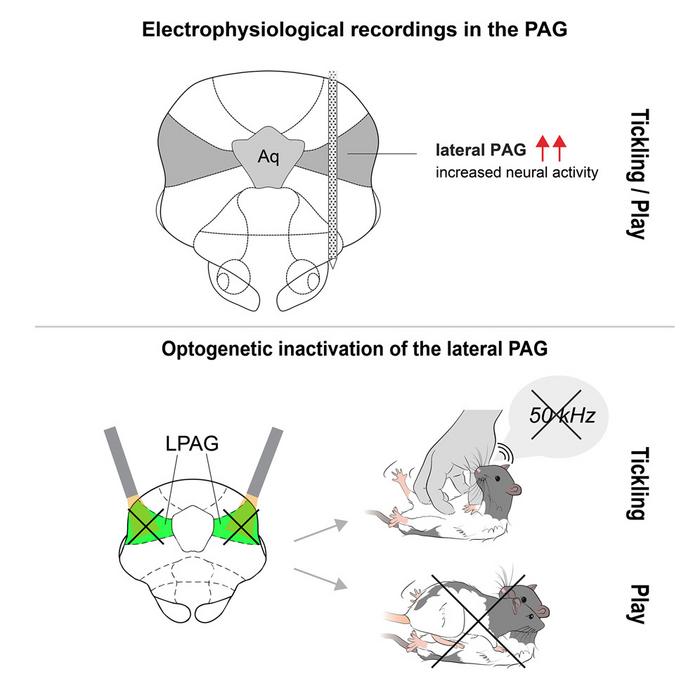 Graphical Abstract CREDIT Neuron Gloveli et al.