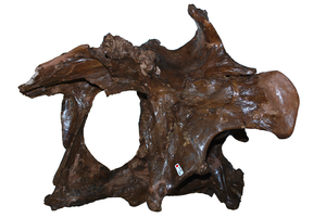 Daspletosaurus braincase (CMN 8506 - left side)