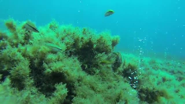 Ocellated Wrasse