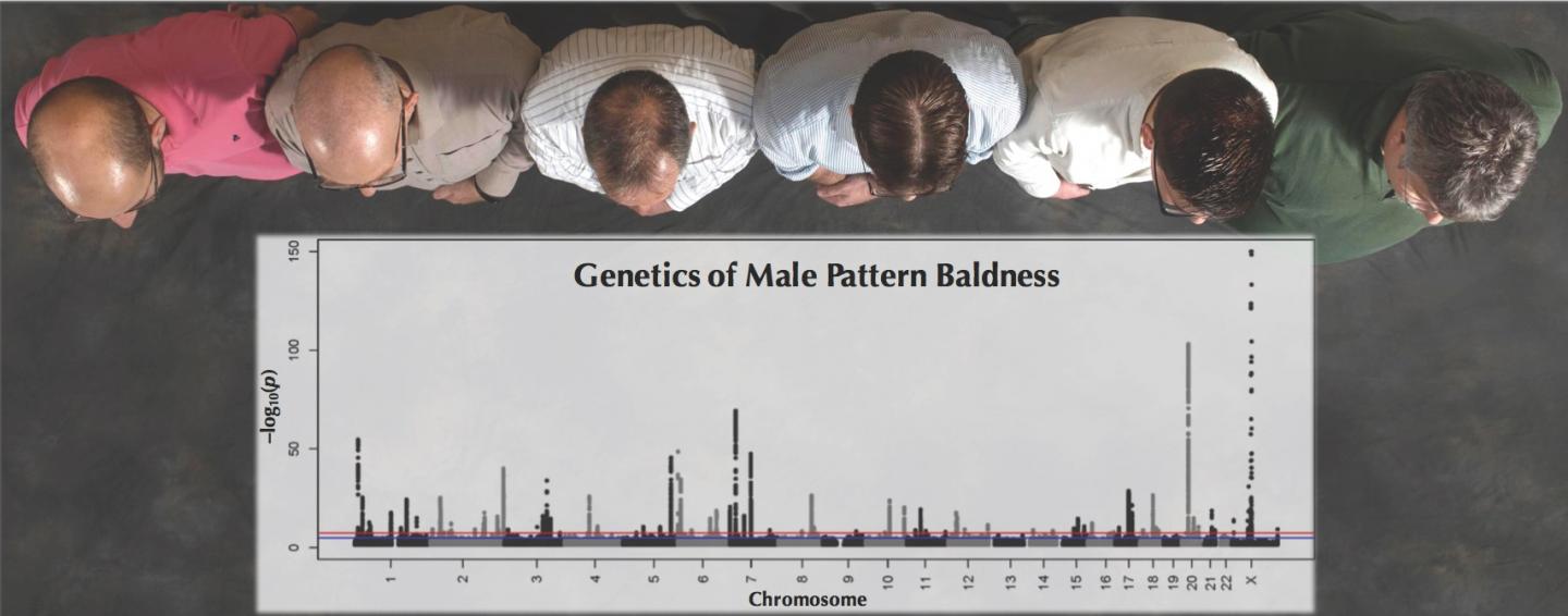 Study of 52,000 Men Uncovers the Genetics Underlying Male Pattern Baldness