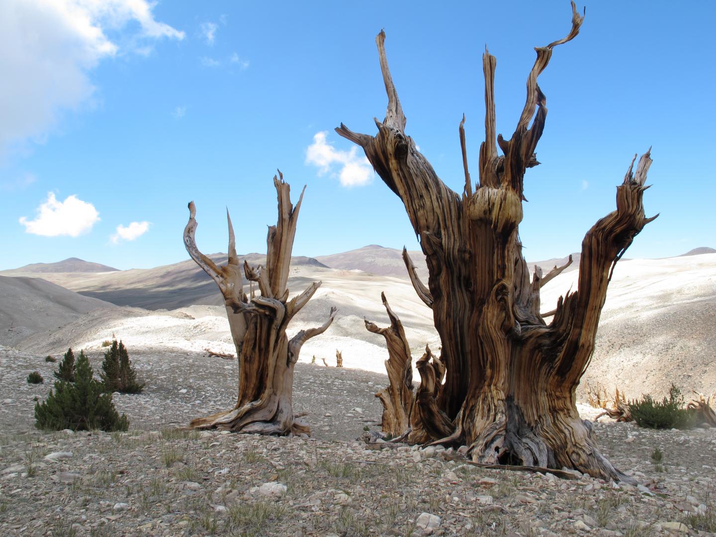 Bristlecone and Limber Pine