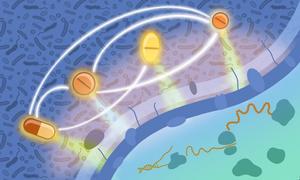 Antimicrobial drugs targeting different components of bacterial cells