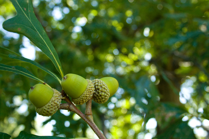 Oak Acorns