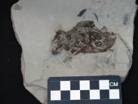 Mouse Fossil