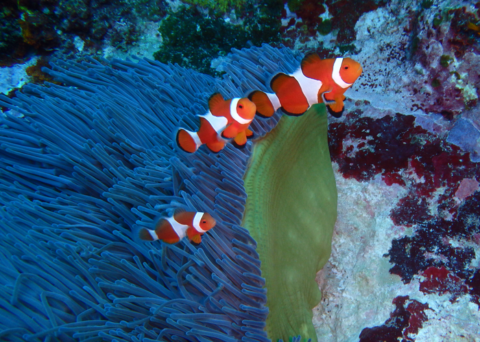 False clownfish