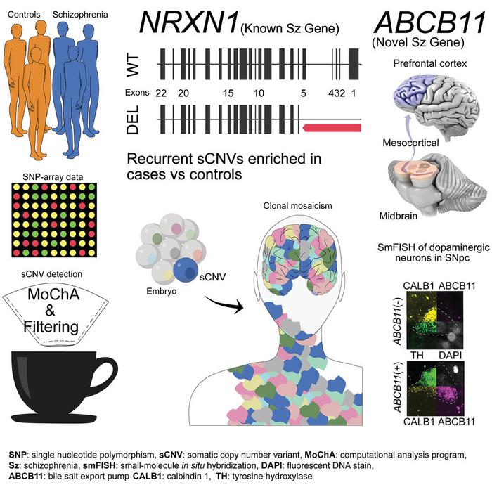 Schizophrenia-associated somatic copy number variants from 12,834 cases reveal recurrent NRXN1 and ABCB11 disruptions