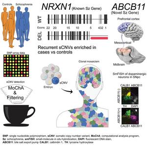 Schizophrenia-associated somatic copy number variants from 12,834 cases reveal recurrent NRXN1 and ABCB11 disruptions