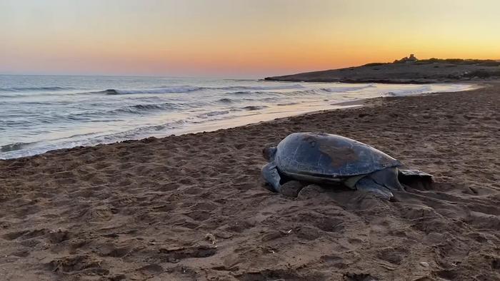 A green turtle returning to the sea