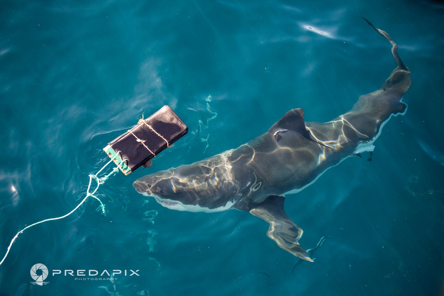 A New Wetsuit Material Tested with Sharks at Neptune Islands