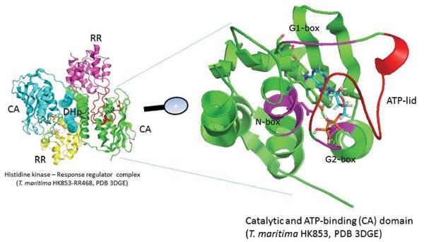 Rationale and Prospects of Targeting Bacterial Two-component Systems for Antibacterial Treatment of Cystic Fibrosis Patients