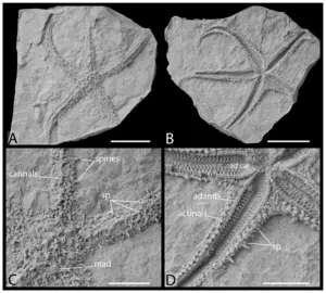 Germanasterias amplipapularia