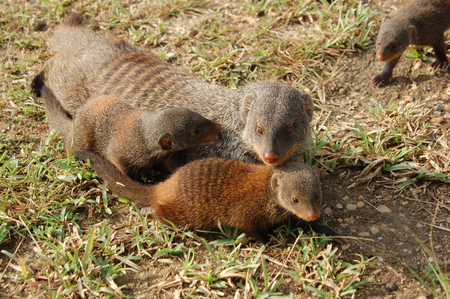 Banded Mongooses (1 of 3)