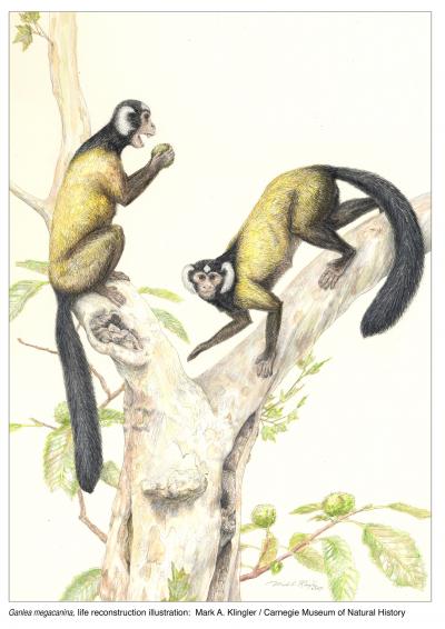 Life Reconstruction, <I>Ganlea megacanina</I>