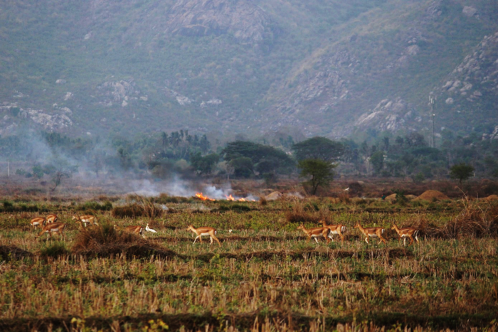 Blackbuck 3