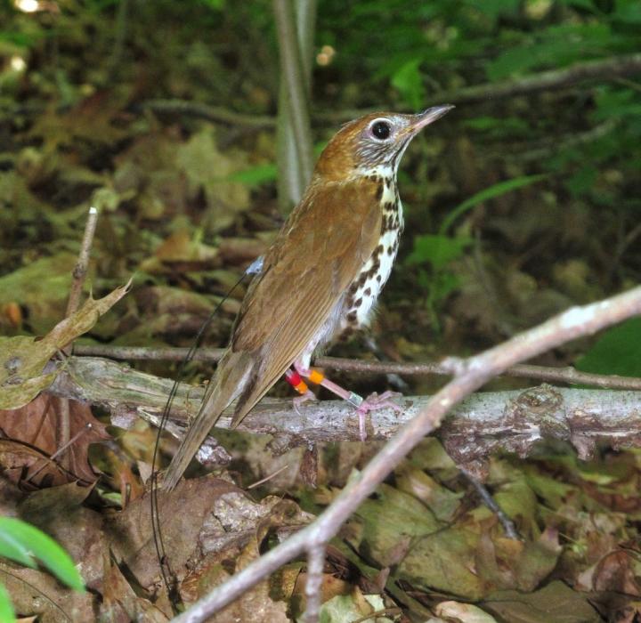 Wood Thrush [IMAGE] EurekAlert! Science News Releases