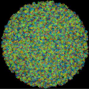 Mycoplasma simulation