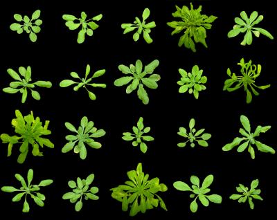 Arabidopsis variants