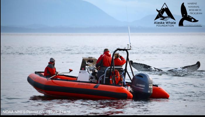 Research team watches from small boat