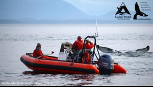 Research team watches from small boat