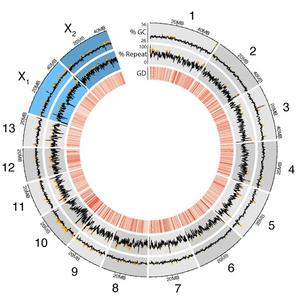 Updated bedbug genome