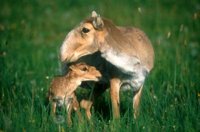 Saiga Mother and Calf