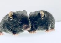 Male and Female Mouse