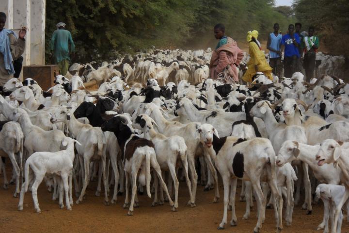 Herding Goats