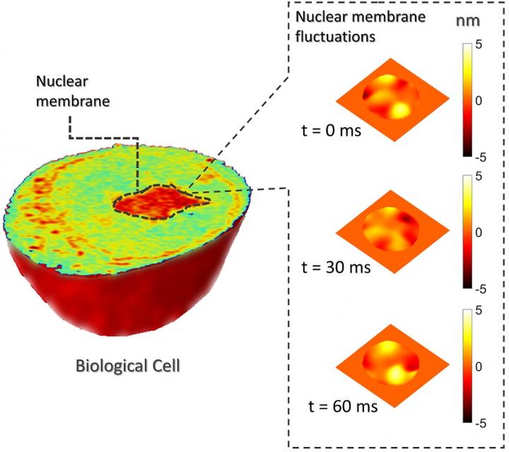 Measuring Sub-Nanometer Membrane Fluctuations
