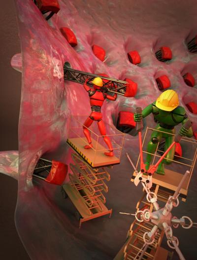 Artist's Rendition of the Remodeling Process