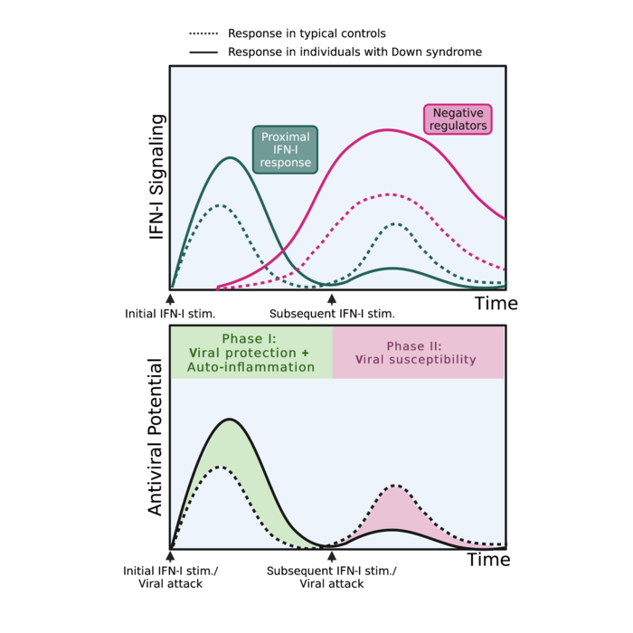 Oscillations of hyper- and hypo-response to the potent cytokine IFN-I in individuals with Down syndrome