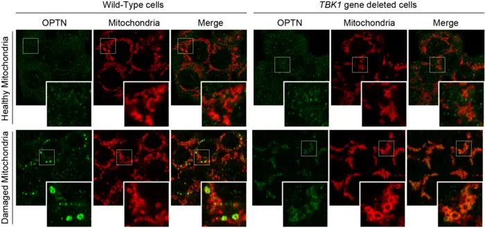 TBK1 is required for OPTN accumulation at the mitophagy contact sites