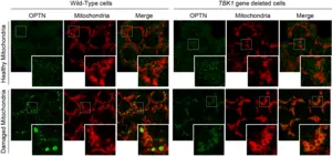 TBK1 is required for OPTN accumulation at the mitophagy contact sites