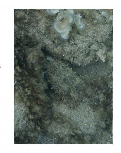 Camouflaged Cuttlefish