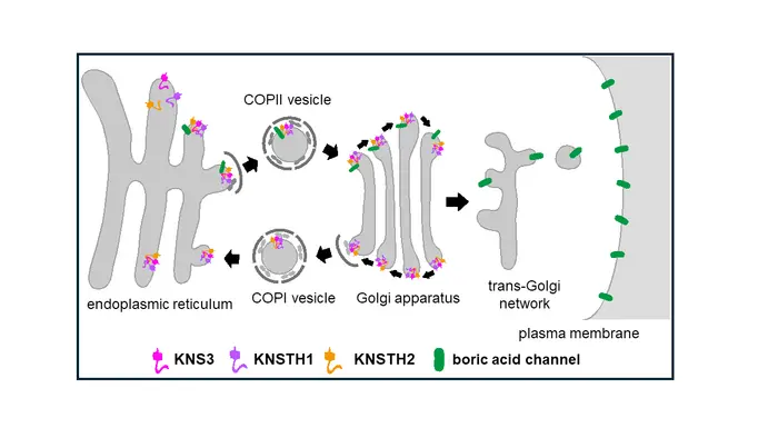 How boric acid channels make their way to the plasma membrane