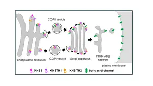 How boric acid channels make their way to the plasma membrane