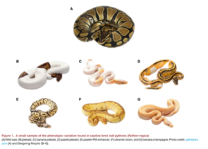 A new understanding of reptile coloration