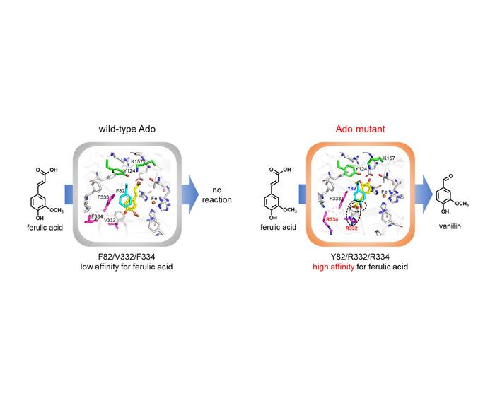 Novel genetically engineered enzyme sustainably converts ferulic acid from plant waste into vanillin