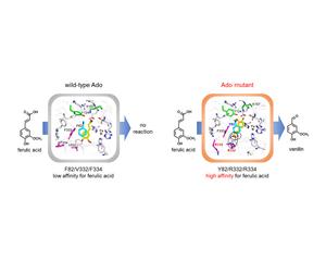 Novel genetically engineered enzyme sustainably converts ferulic acid from plant waste into vanillin