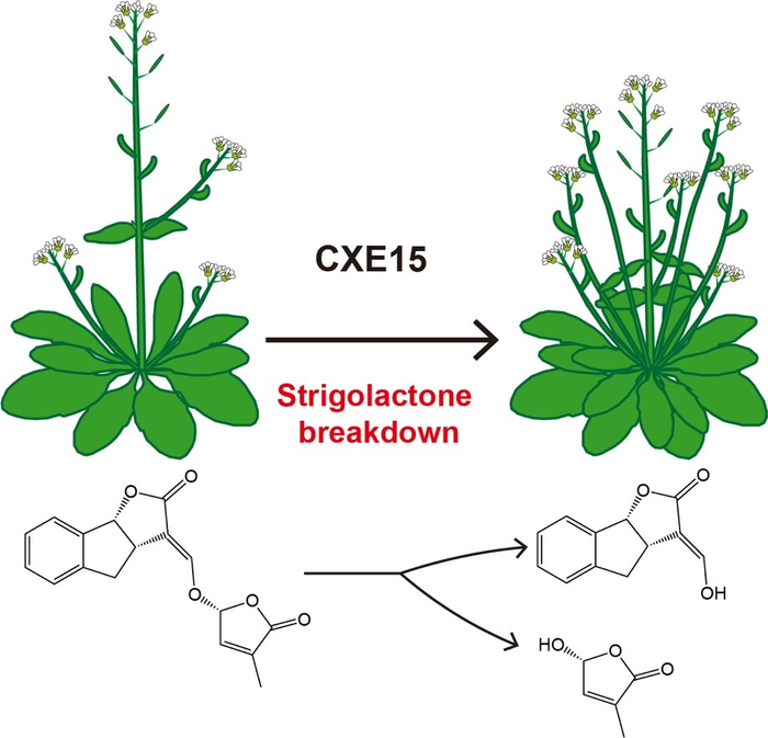CXE15 hydrolyzes SLs to promote shoot branching