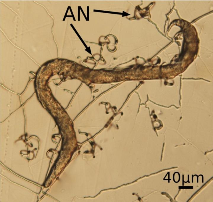 <i>A. oligospora</i>