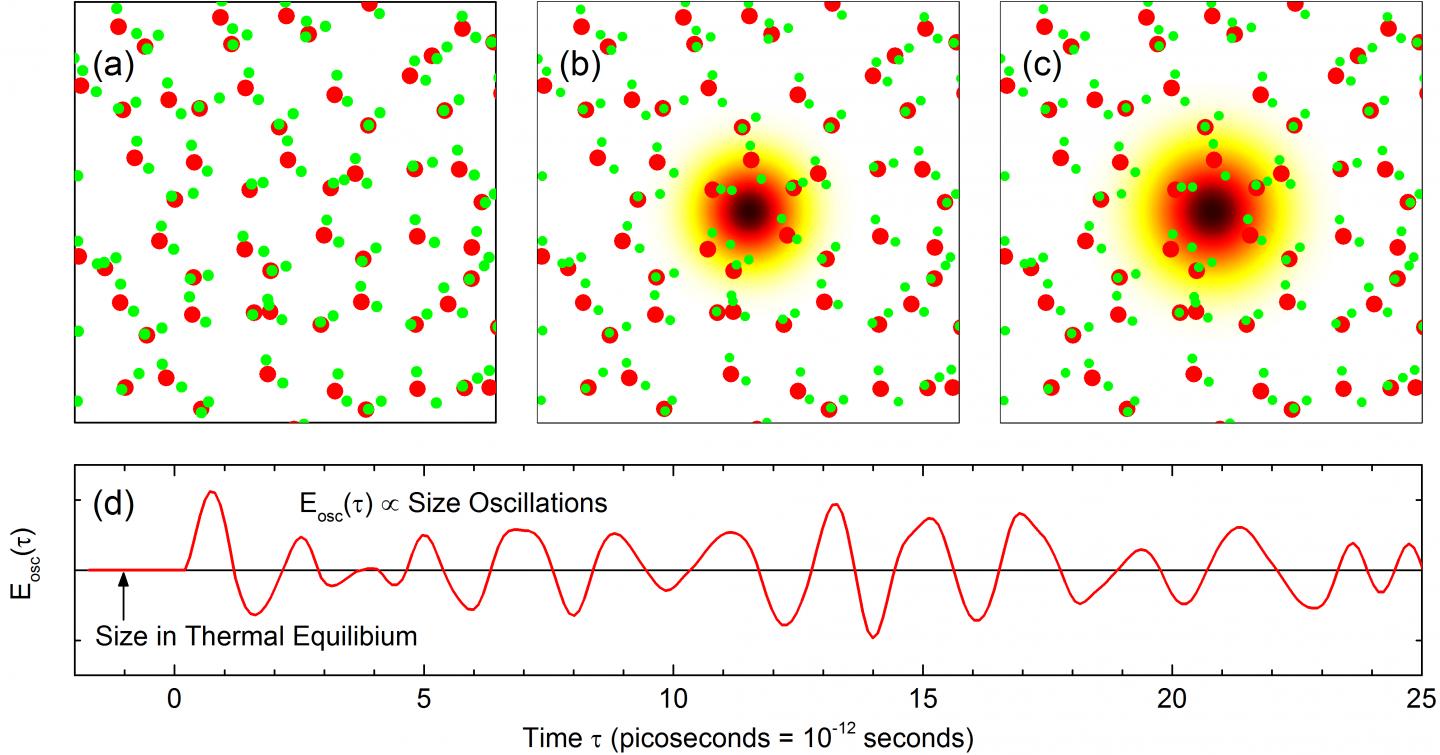 Cartoon of an oscillating polaron in liquid water: