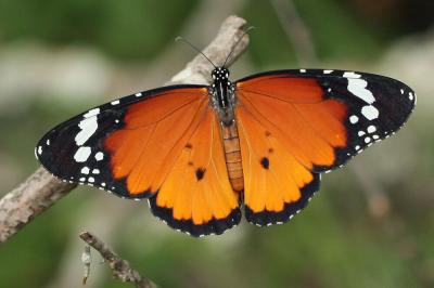 African Monarch Butterfly (1 of 3)