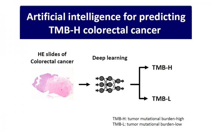 AI Detects TMB-H CRC