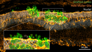 mouse retina