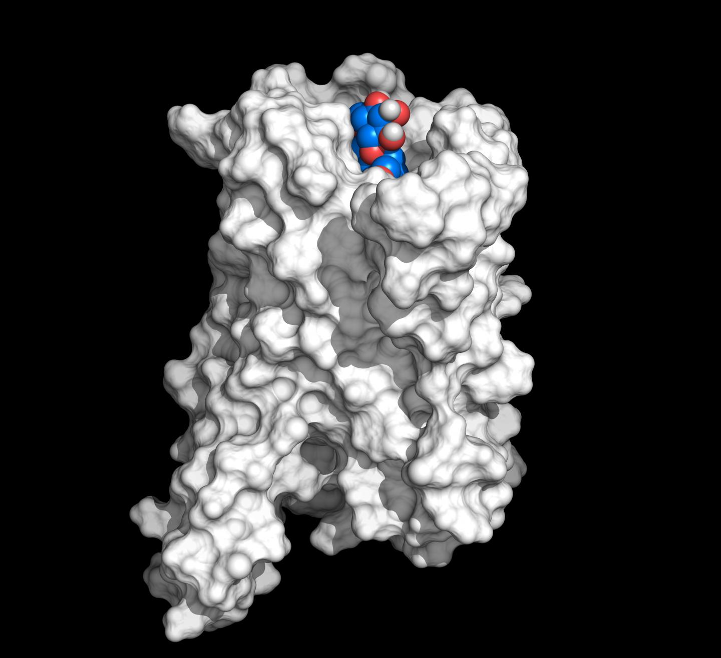 Model of the bitter taste receptor TAS2R43