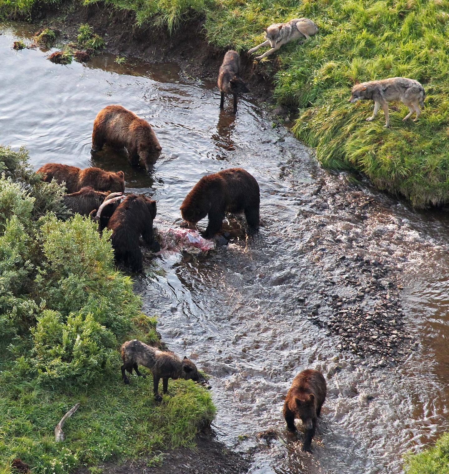 In Yellowstone, Wolves Wait as Brown Bears Eat Their Spoils